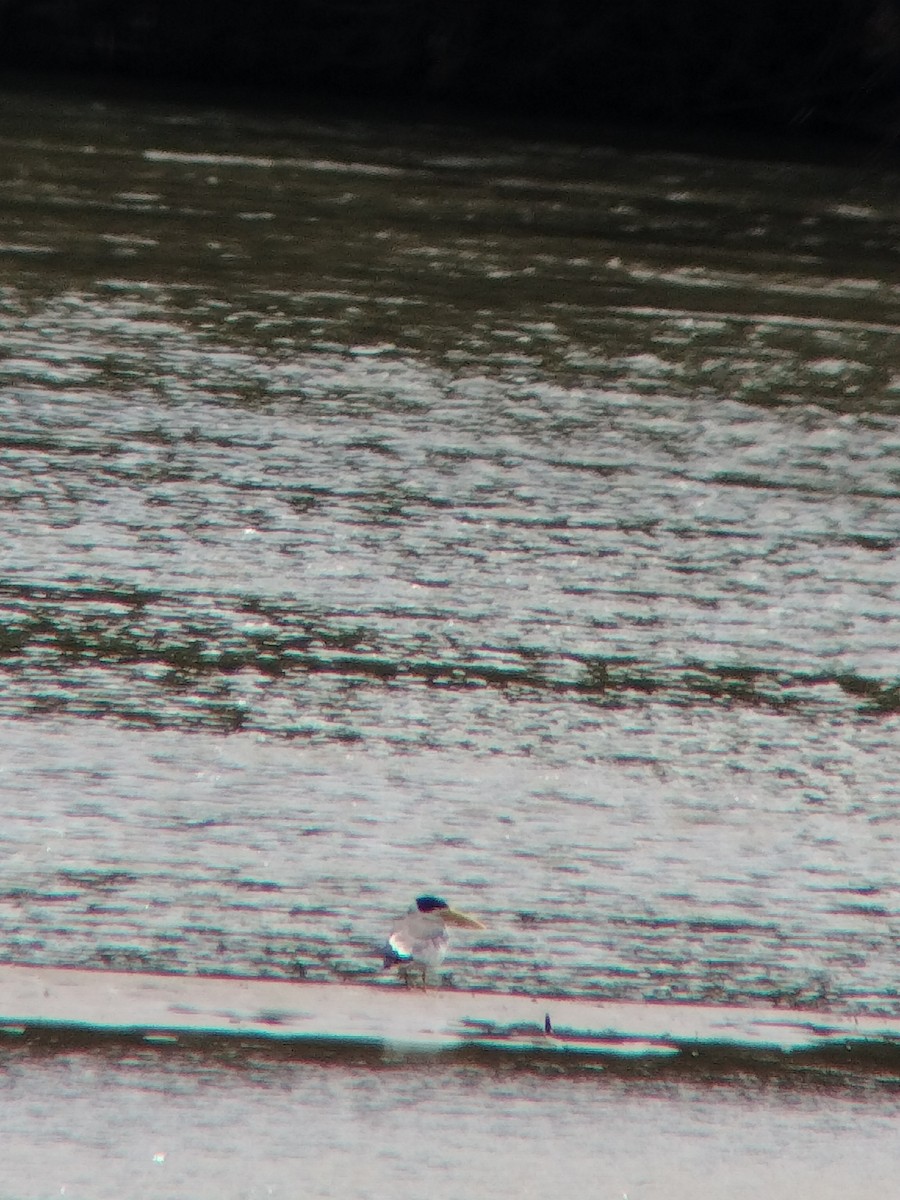 Large-billed Tern - ML646602234