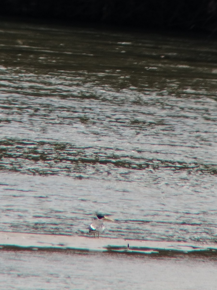 Large-billed Tern - ML646602238