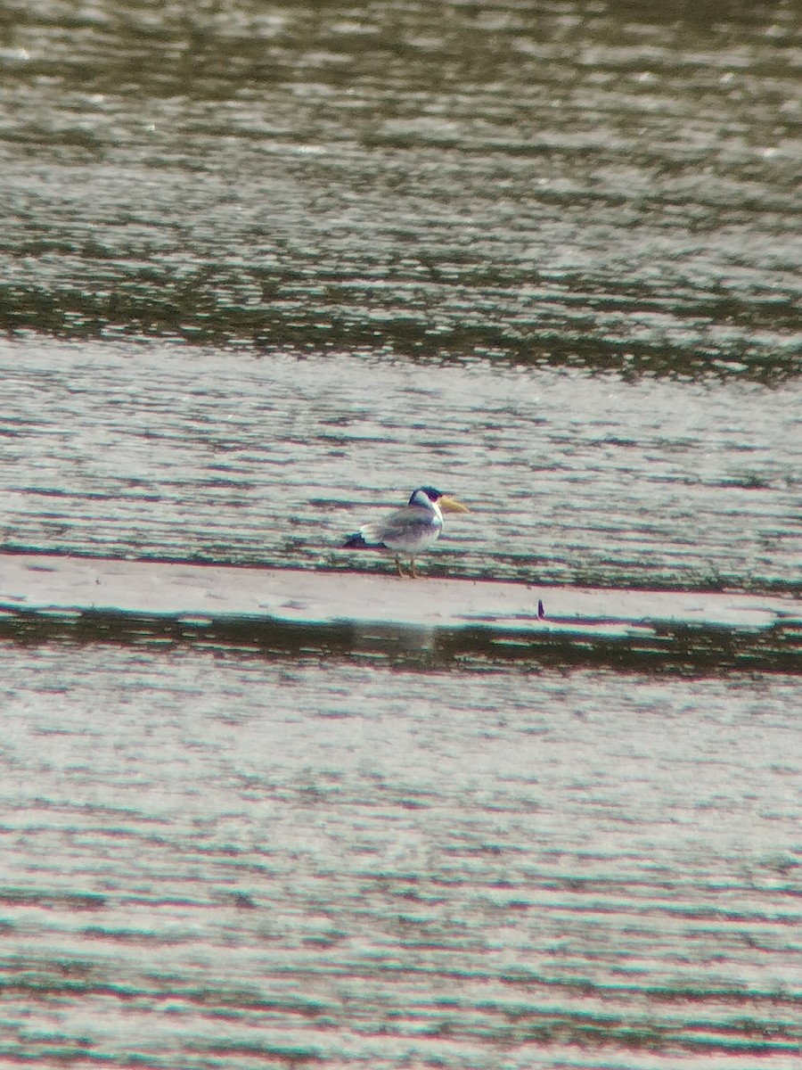 Large-billed Tern - ML646602239
