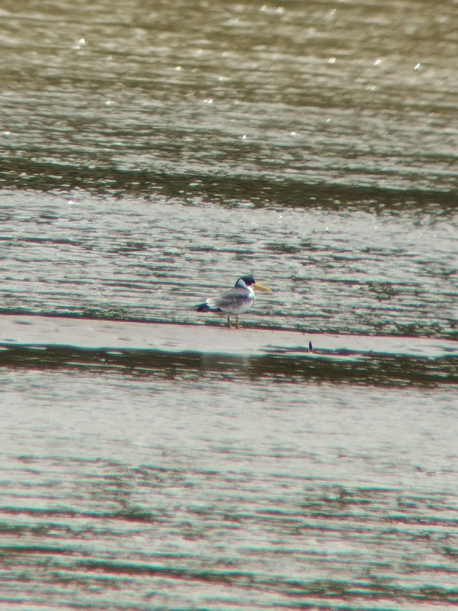 Large-billed Tern - ML646602240