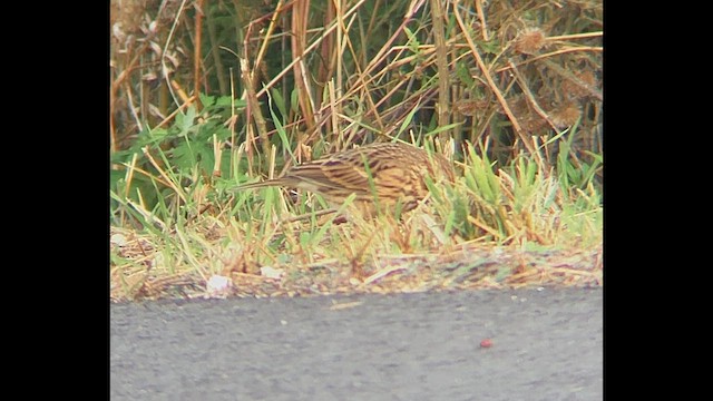 Vesper Sparrow - ML646602242