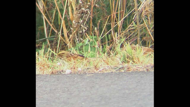 Vesper Sparrow - ML646602243