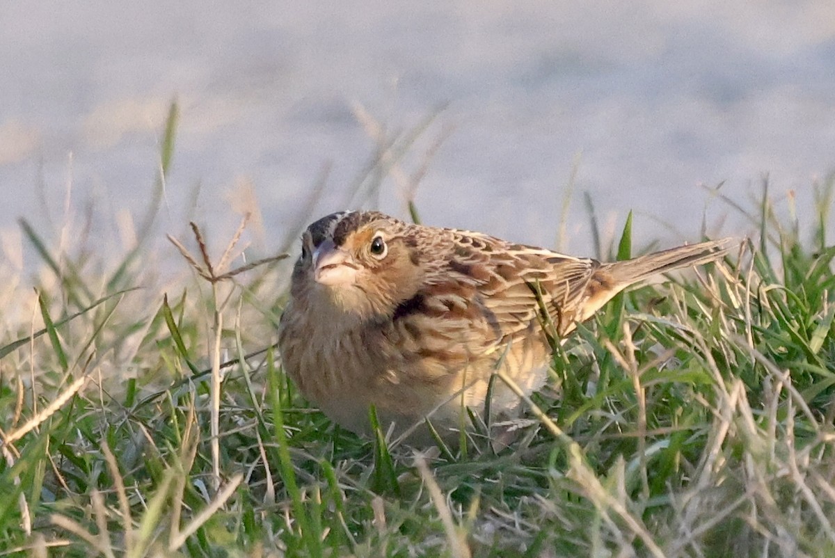 Grasshopper Sparrow - ML646602244