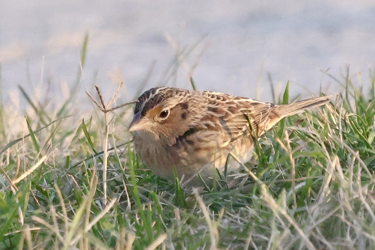 Grasshopper Sparrow - ML646602245