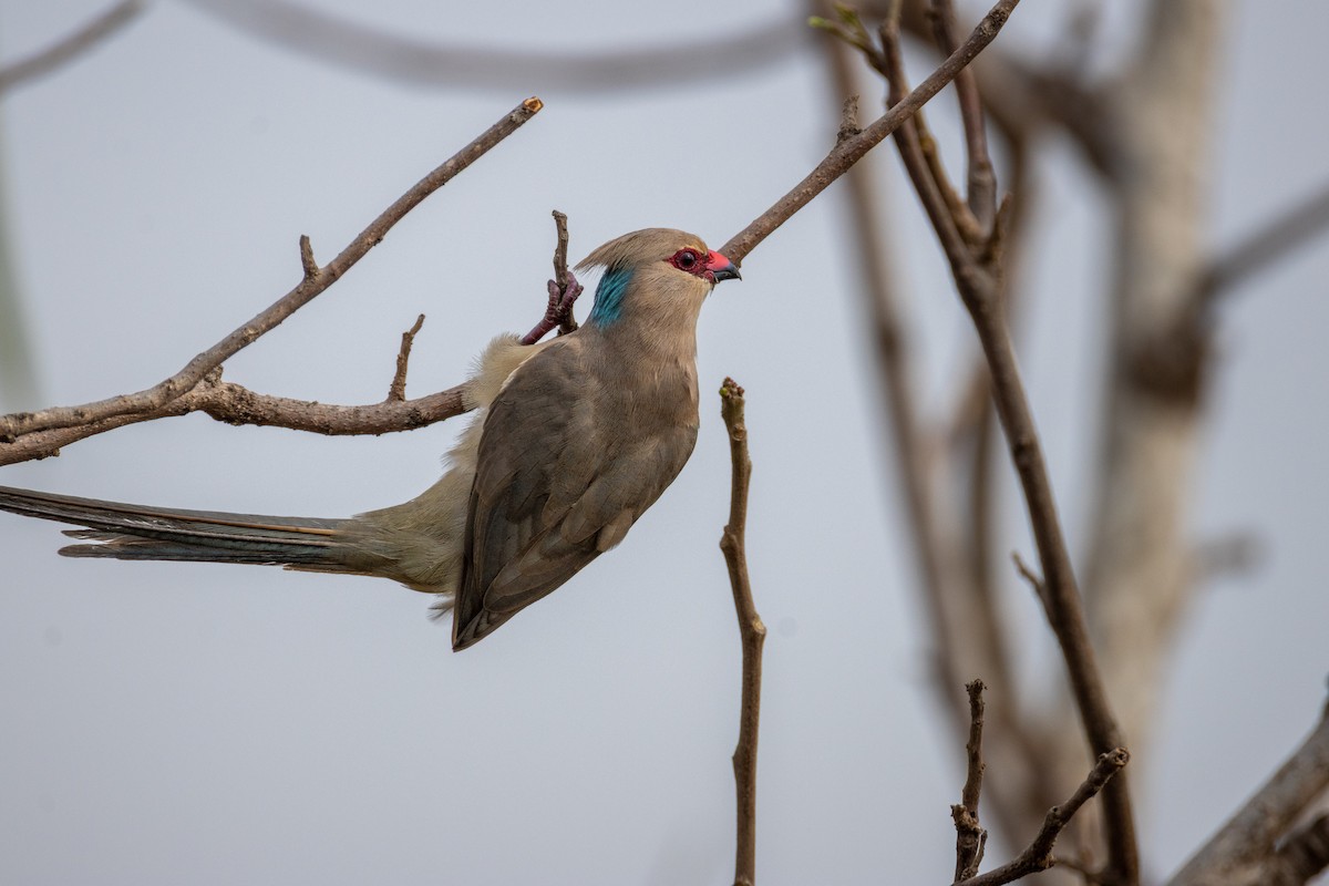 Coliou huppé - ML646602247
