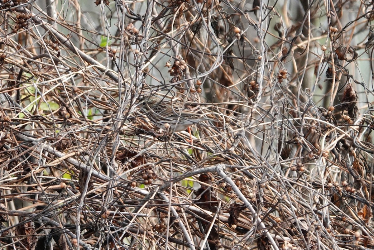 Savannah Sparrow - ML646602250