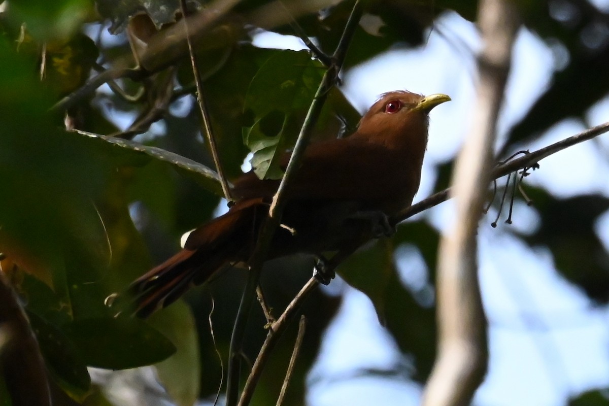 Little Cuckoo - ML646602254