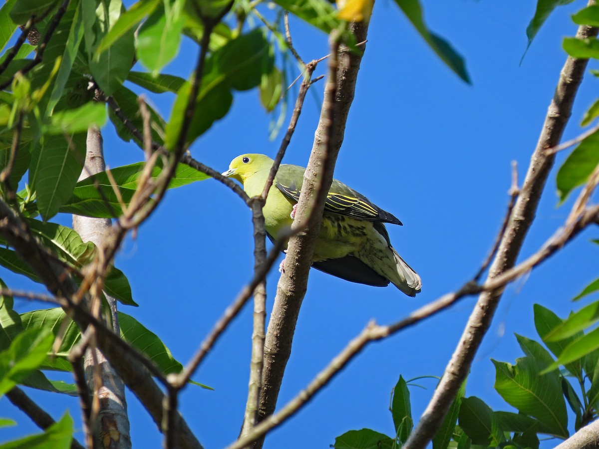 Sri Lanka Green-Pigeon - ML646602255