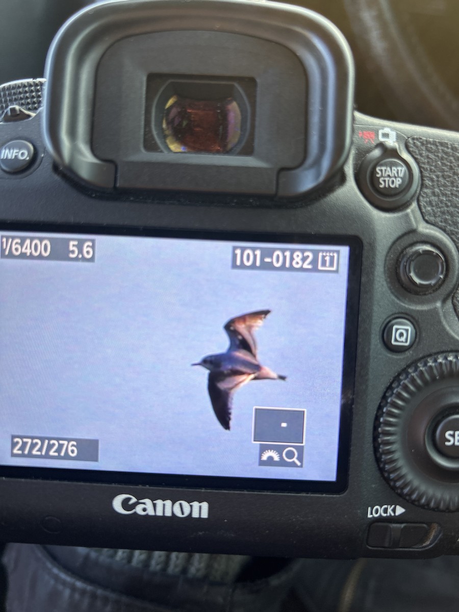 Little Gull - ML646602257