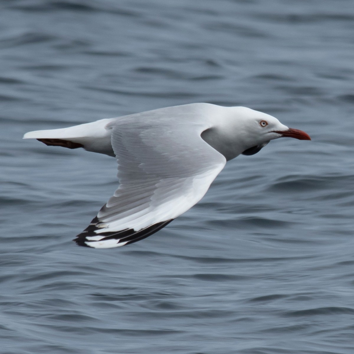 Silver Gull - ML646602260