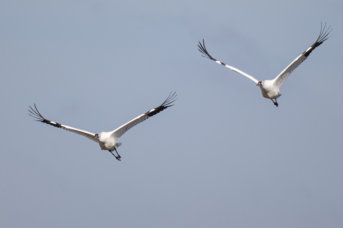 Whooping Crane - ML646602264