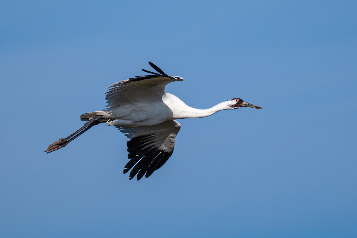 Whooping Crane - ML646602265