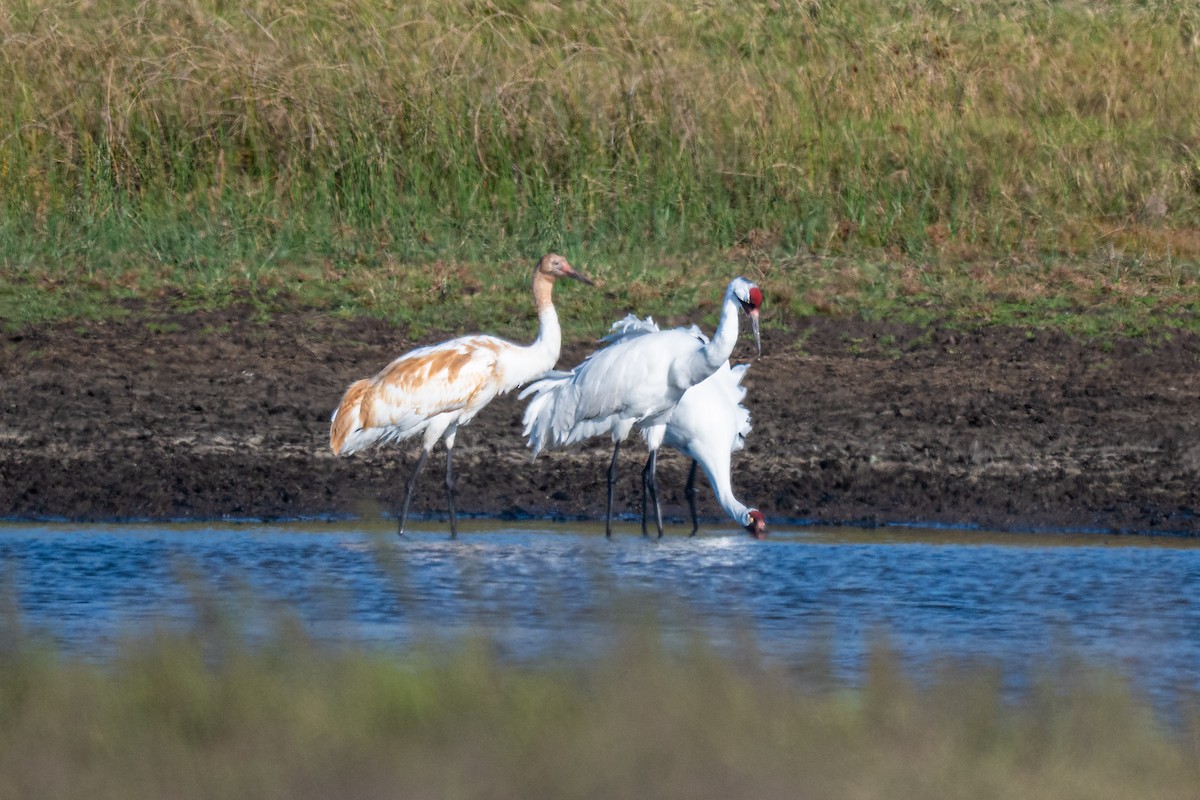 Whooping Crane - ML646602266