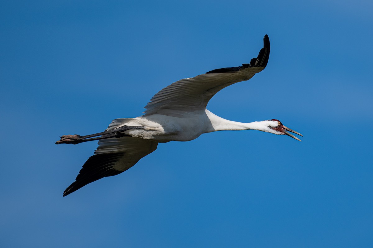 Whooping Crane - ML646602267
