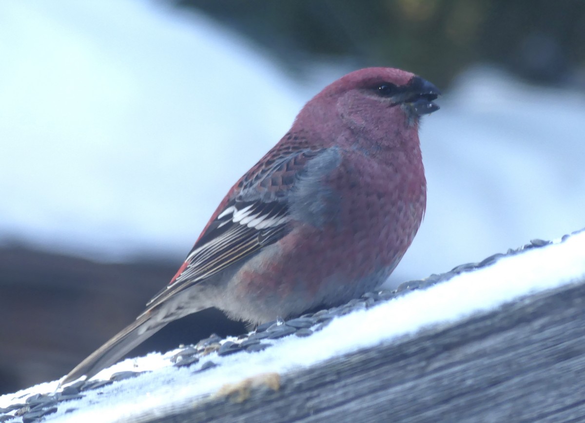Pine Grosbeak - ML646602268