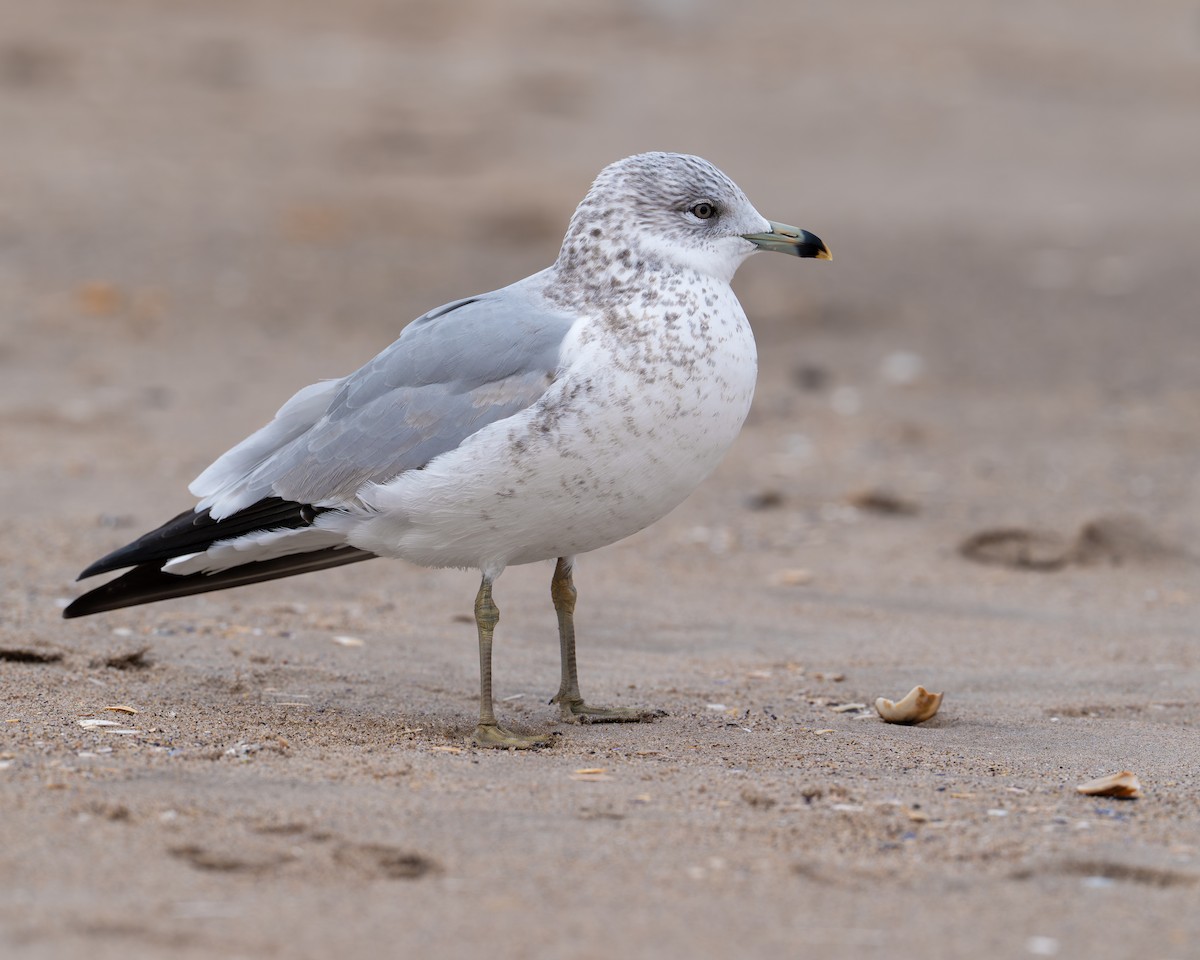 Ring-billed Gull - ML646602271