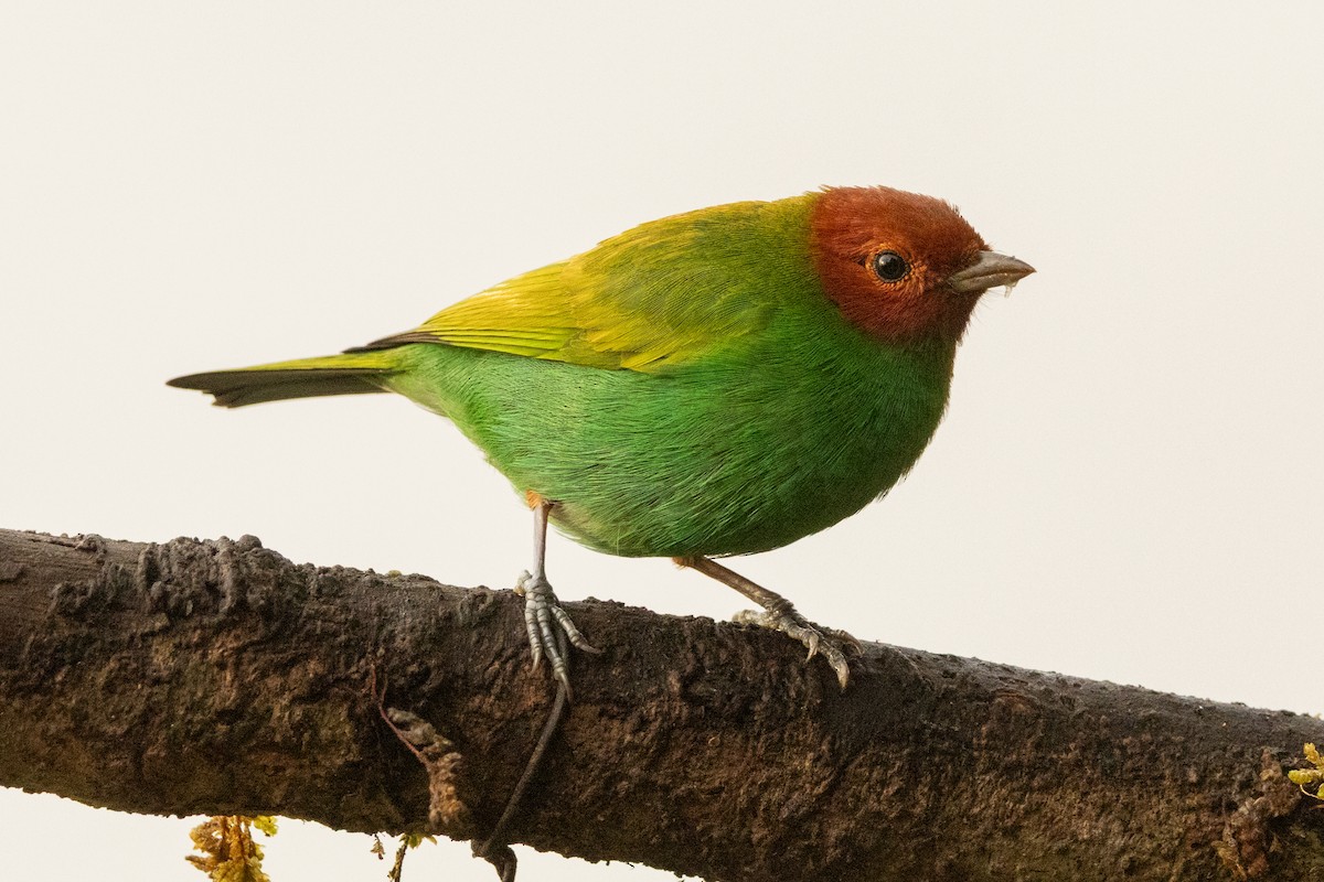 Bay-headed Tanager (Bay-and-green) - ML646602273