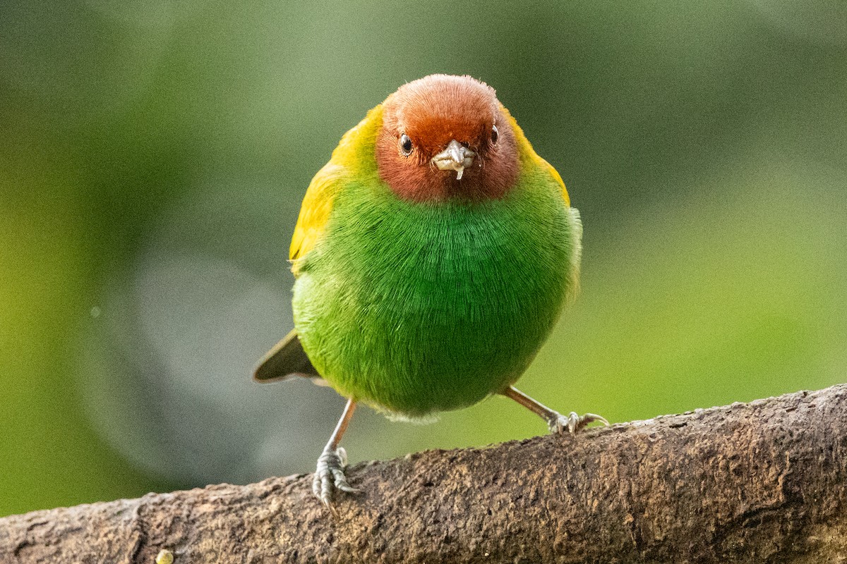 Bay-headed Tanager (Bay-and-green) - ML646602274
