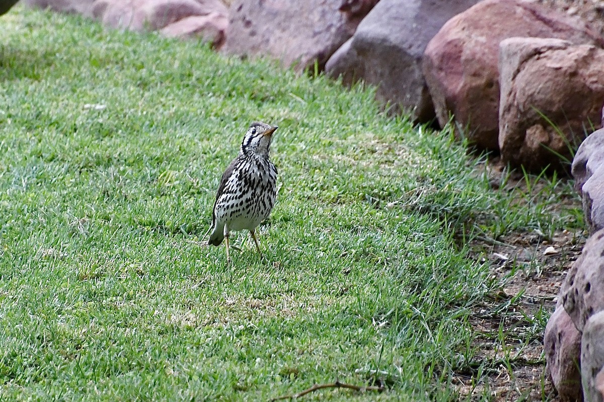 Akaziendrossel - ML646602276