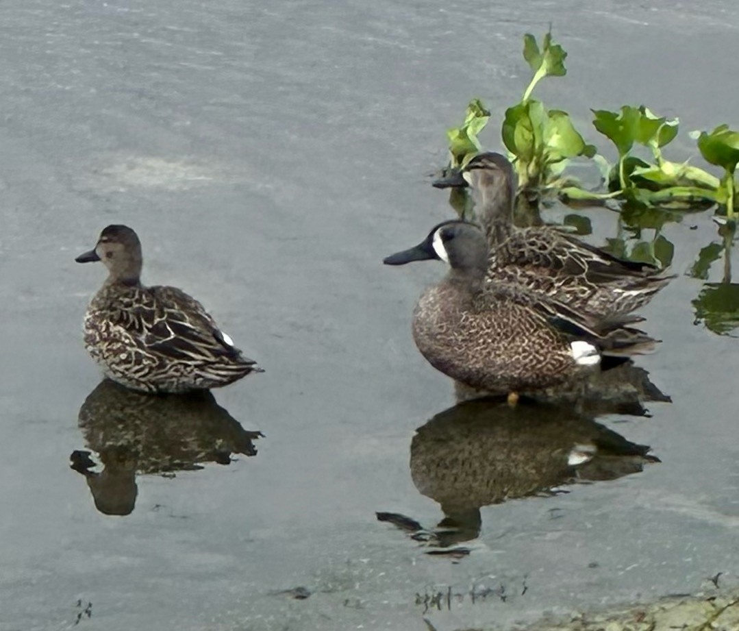 čírka modrokřídlá - ML646602277