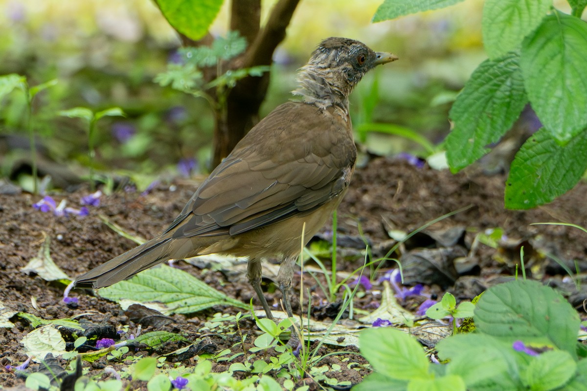 Gilbdrossel - ML646602278