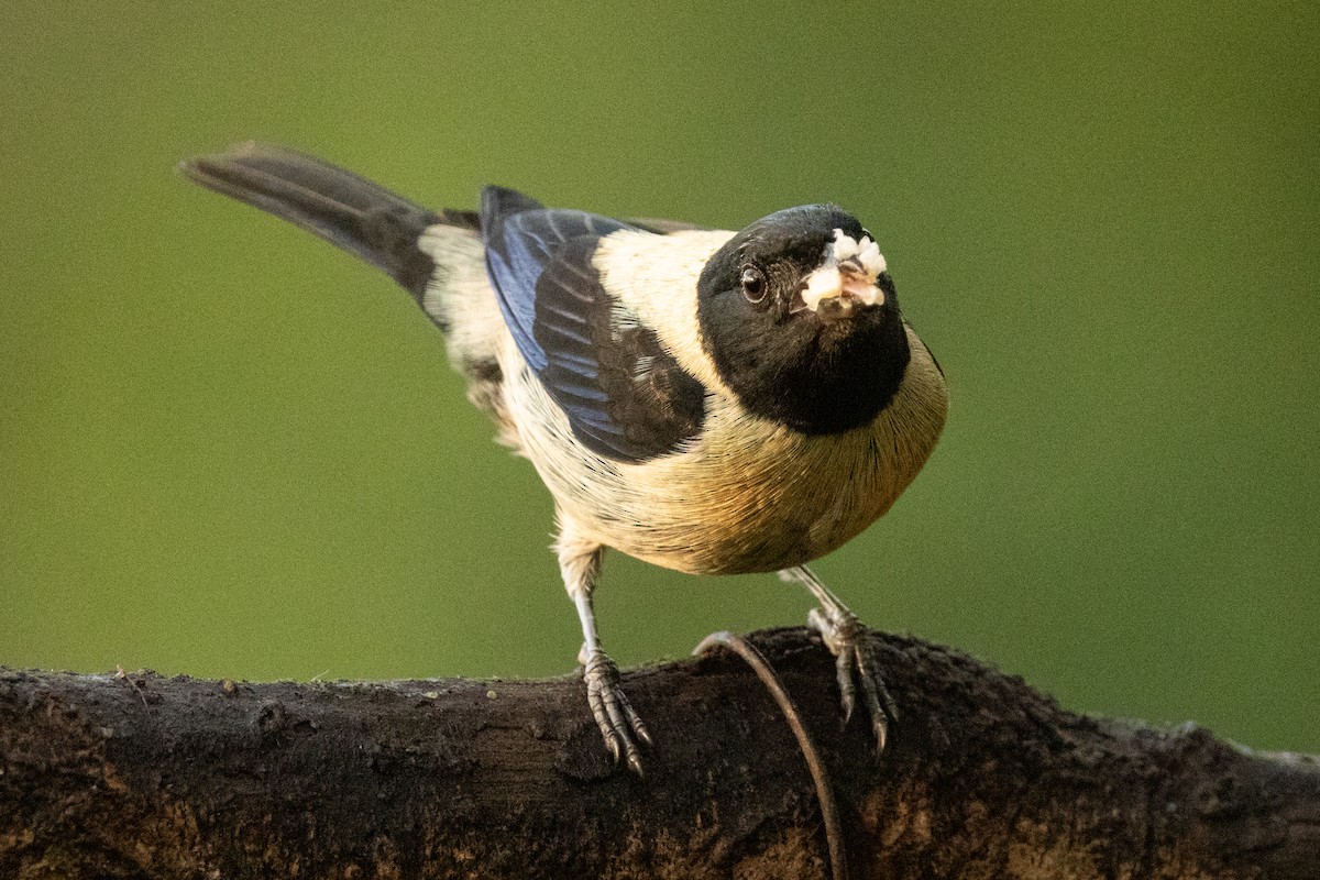 Black-headed Tanager - ML646602282