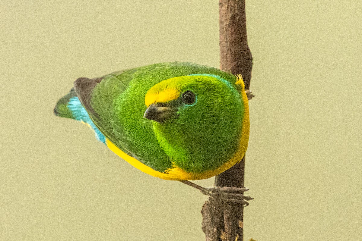 Blue-naped Chlorophonia - ML646602286