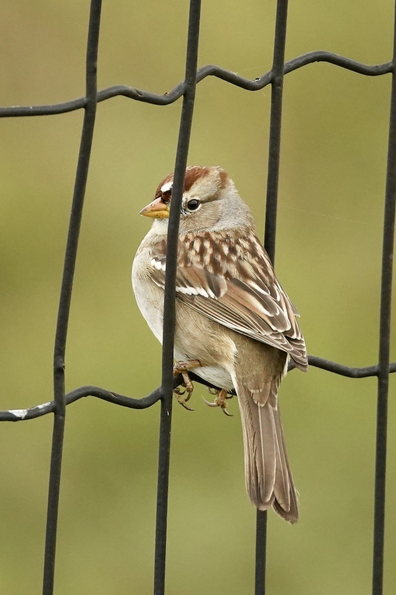 White-crowned Sparrow - ML646602287