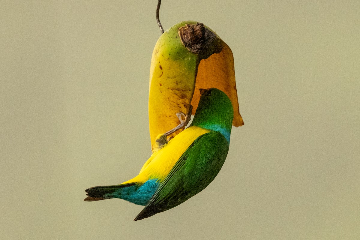 Blue-naped Chlorophonia - ML646602288