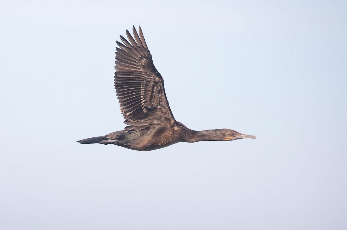 Brandt's Cormorant - ML646602289