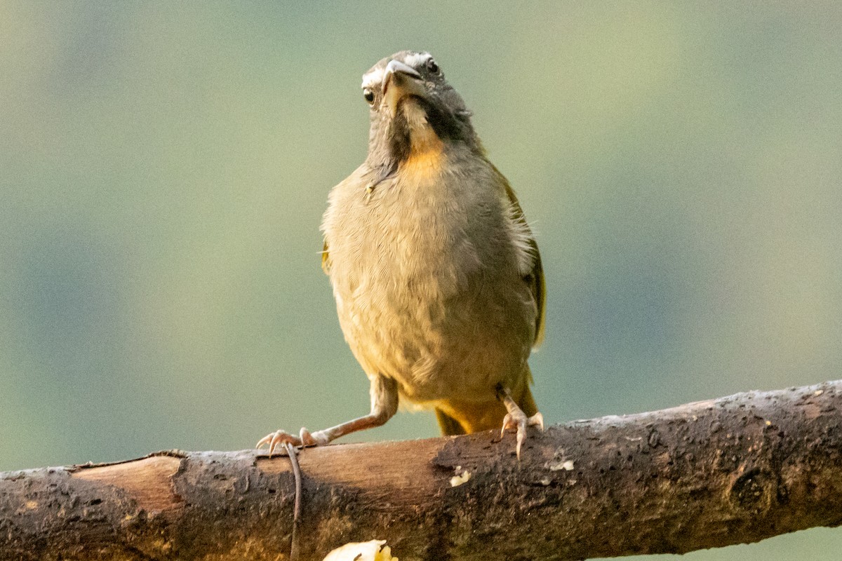 Buff-throated Saltator - ML646602292