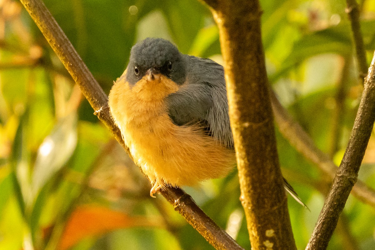 Rusty Flowerpiercer - ML646602294