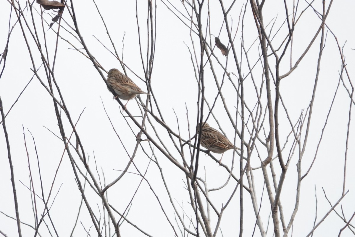 Savannah Sparrow - ML646602296