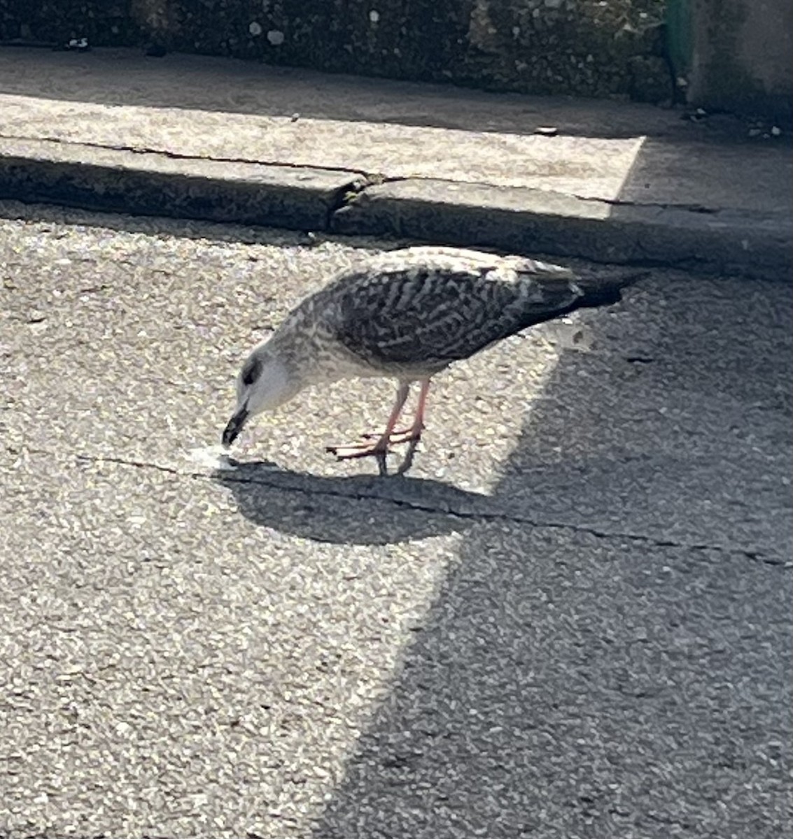 Клуша - ML646602298