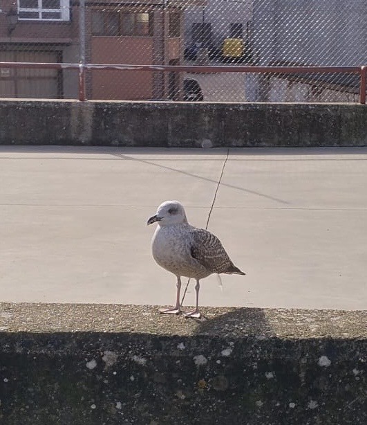 Клуша - ML646602299