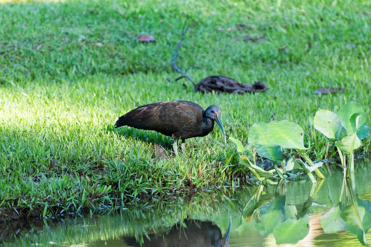 Ibis vert - ML646602300