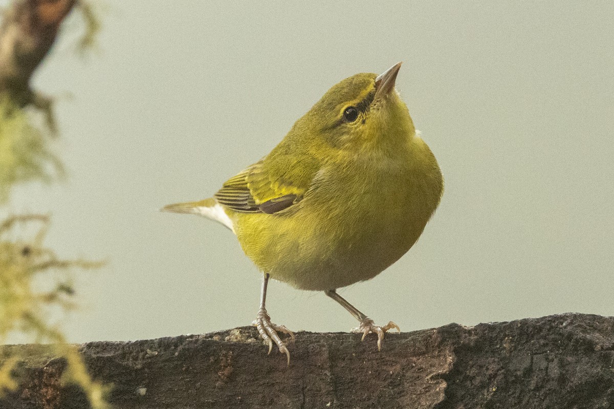 Tennessee Warbler - ML646602301