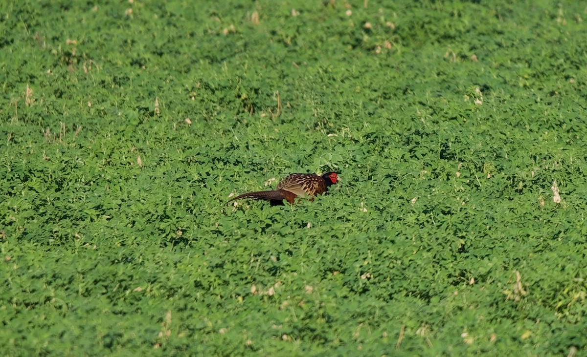 Faisán Vulgar - ML646602302