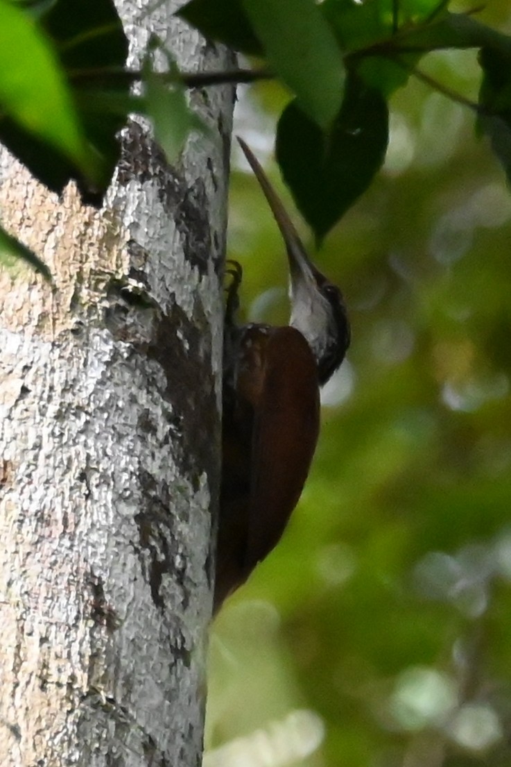 Дереволаз білогорлий - ML646602303