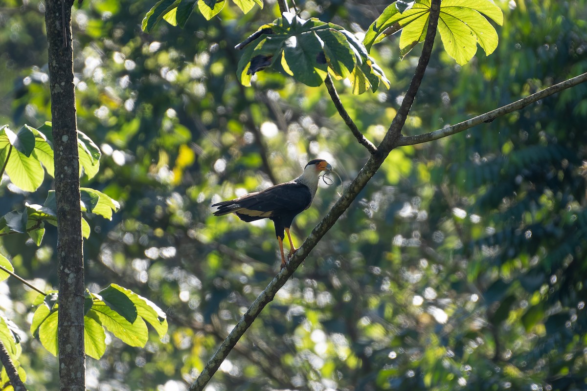 Caracara huppé - ML646602305