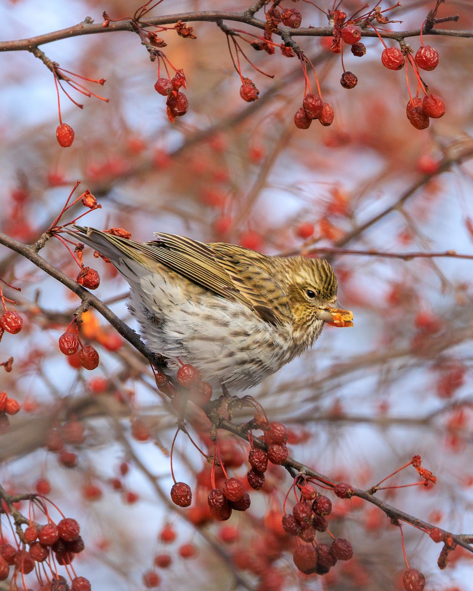 Cassin's Finch - ML646602307