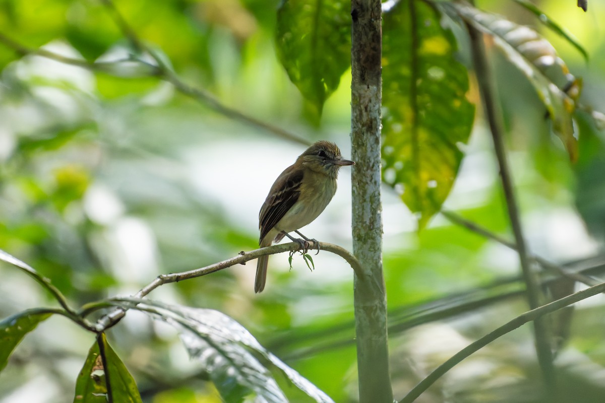 Attila à croupion jaune - ML646602308