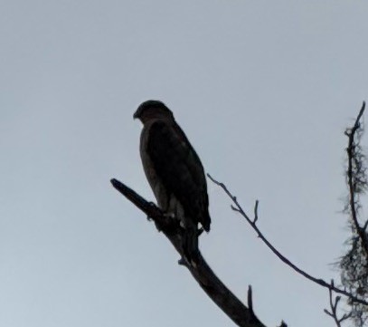 jestřáb americký - ML646602312