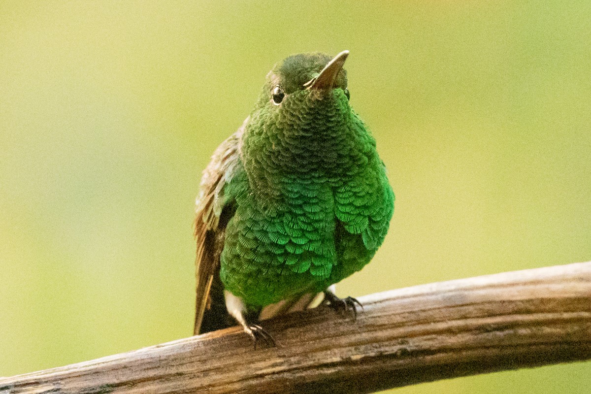 Steely-vented Hummingbird - ML646602314