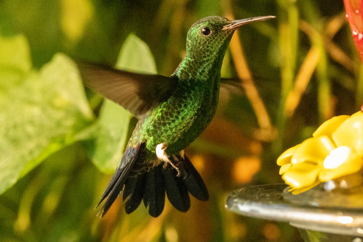 Steely-vented Hummingbird - ML646602315