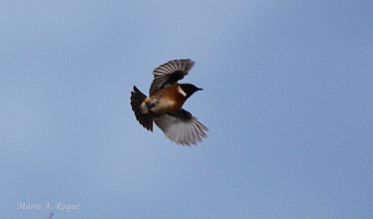 bramborníček černohlavý - ML646602318