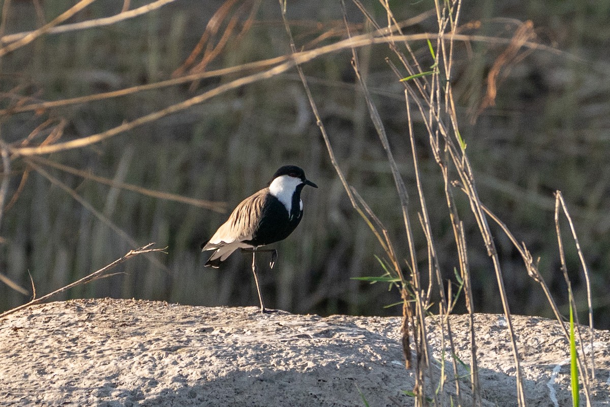 Vanneau à éperons - ML646602319