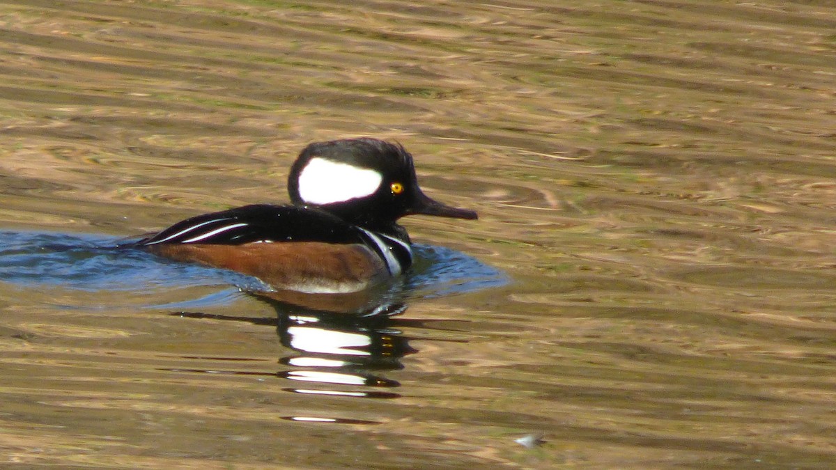 Zerra buruhandia - ML646602320