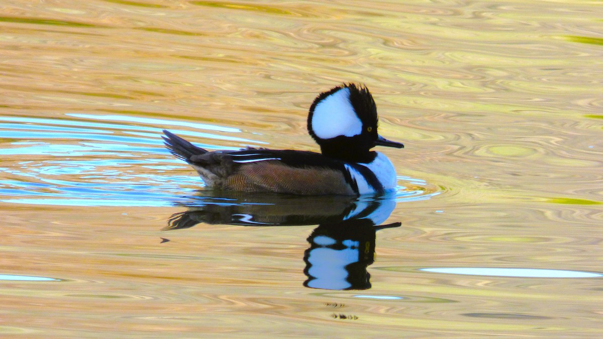 Zerra buruhandia - ML646602321