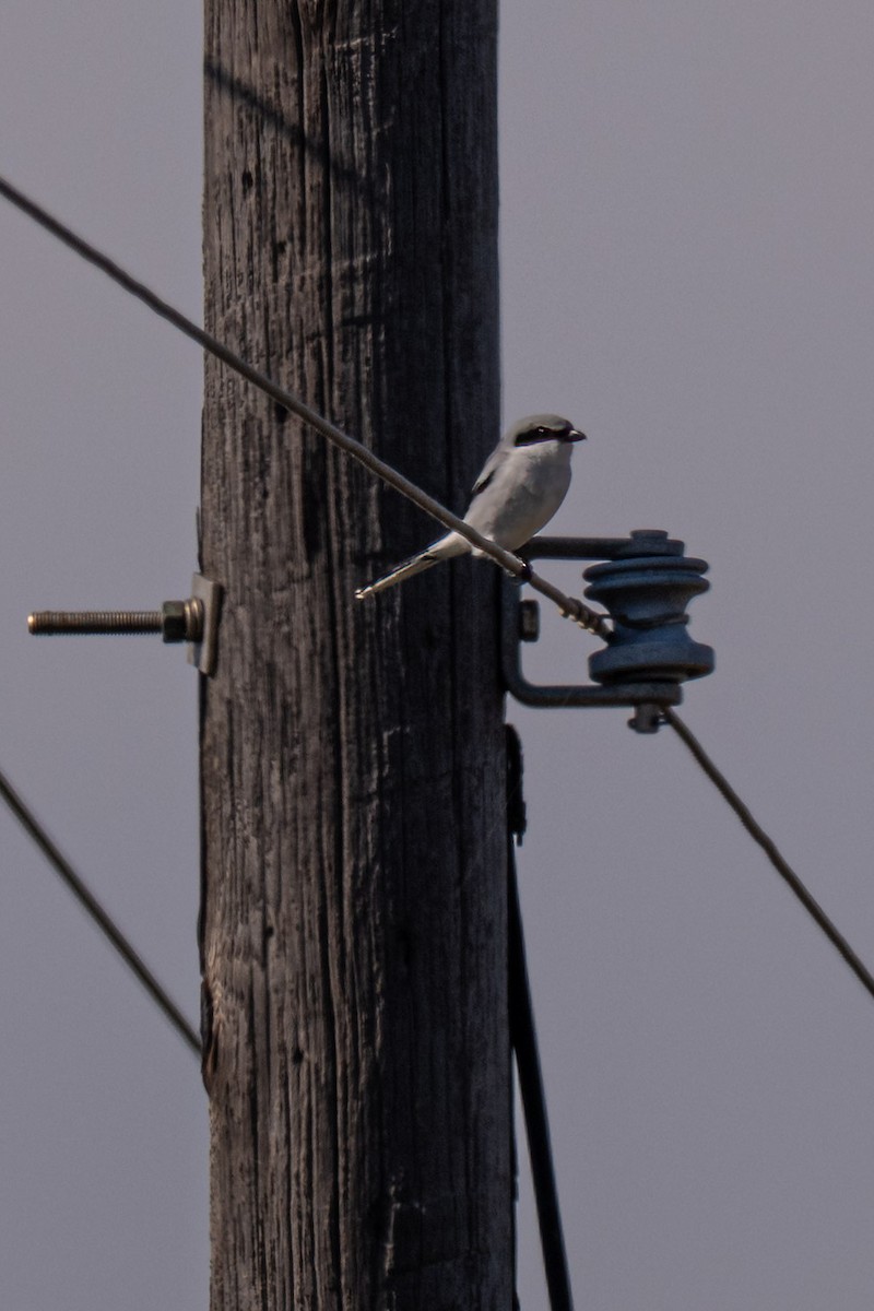 Loggerhead Shrike - ML646602324
